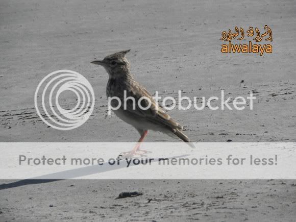 IMAGE: http://i318.photobucket.com/albums/mm405/alwalaya/DSCN3975.jpg