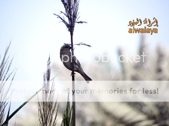 IMAGE: http://i318.photobucket.com/albums/mm405/alwalaya/DSCN4105.jpg