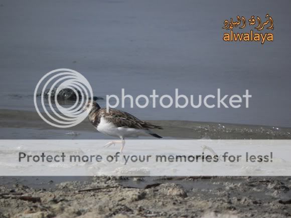 IMAGE: http://i318.photobucket.com/albums/mm405/alwalaya/DSCN4807.jpg