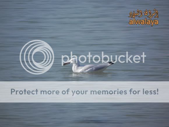 IMAGE: http://i318.photobucket.com/albums/mm405/alwalaya/DSCN4822.jpg