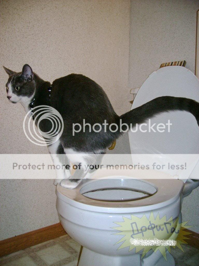 62071.jpg