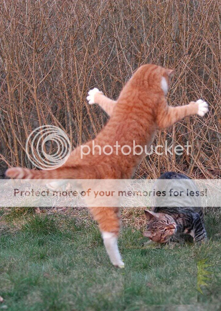 62688.jpg