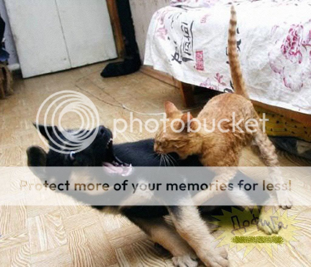 63783.jpg