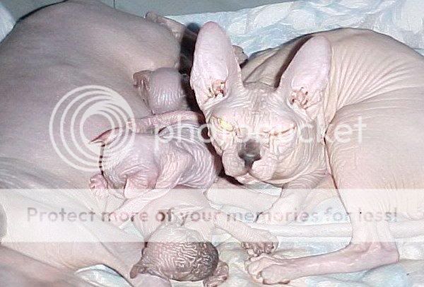 1195334626_haessliche_katze_03.jpg