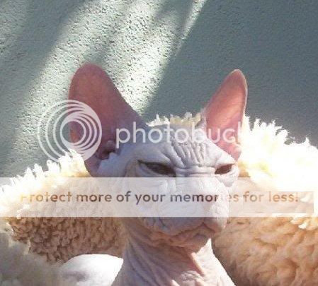 1195334626_haessliche_katze_04.jpg