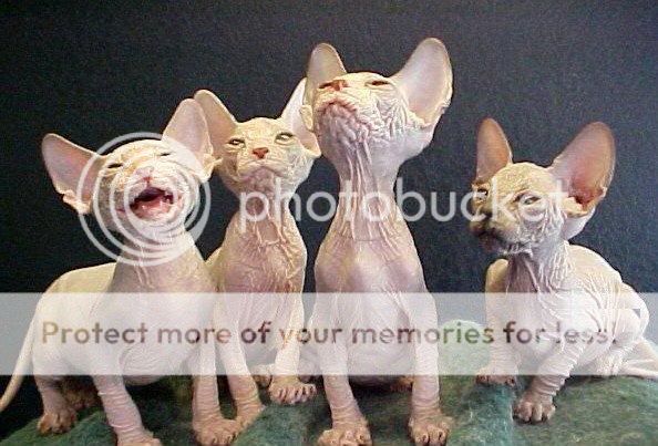 1195334626_haessliche_katze_07.jpg