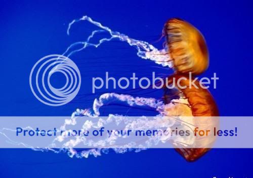 1182314473_211.jpg