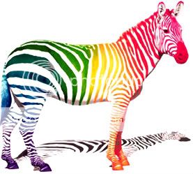 rainbow_zebra-1.jpg