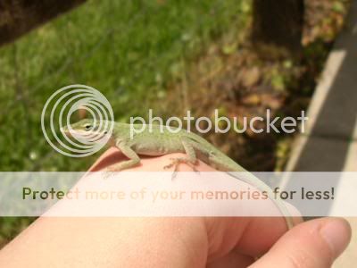 anole.jpg