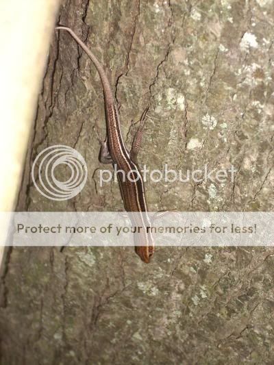 skink.jpg