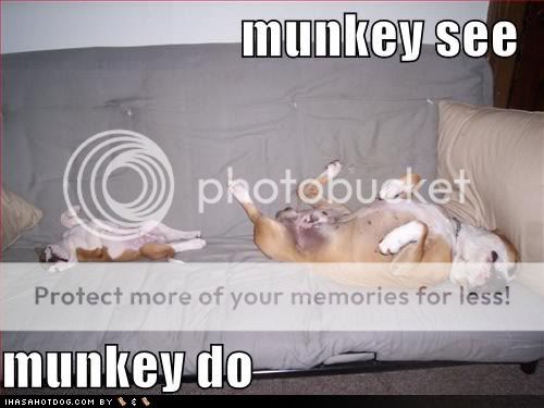 funny-dog-pictures-monkey-see.jpg