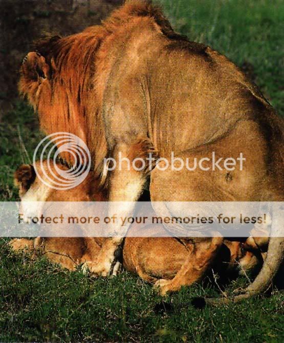 mating lions Pictures, Images and Photos