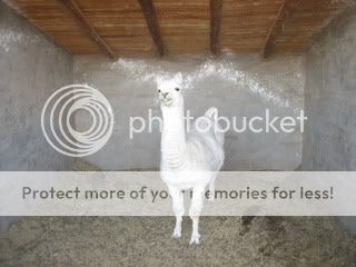 llama