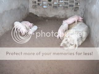 pigs